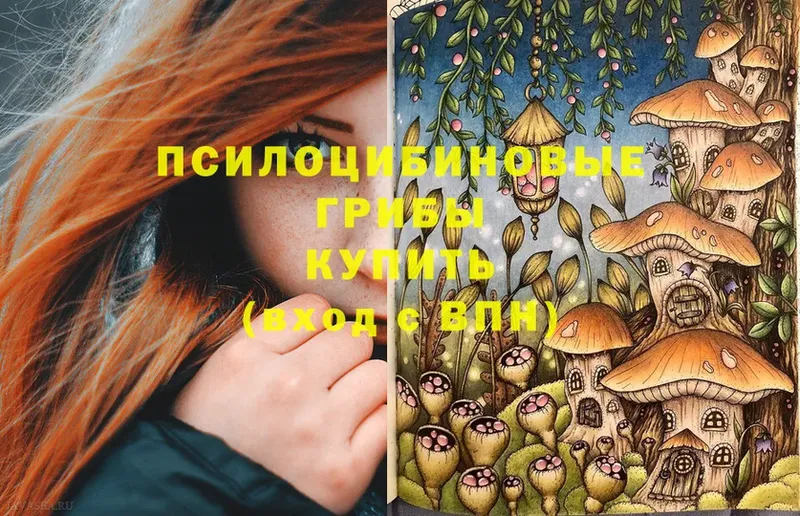 купить наркоту  Губаха  Псилоцибиновые грибы Psilocybe 